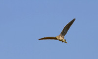 Black-crowned Night Heron