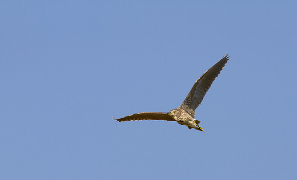Black-crowned Night Heron