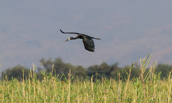 Open-billed Stork