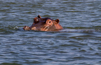 Hippo
