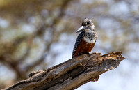 Giant Kingfisher