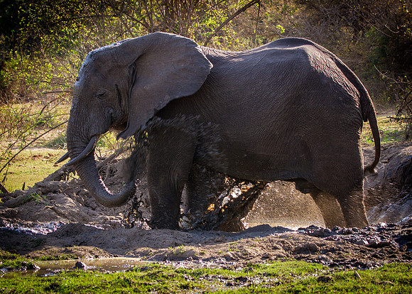 Elephant Mud Bath