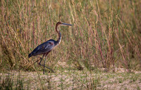 Goliath Heron