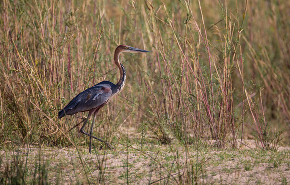 Goliath Heron