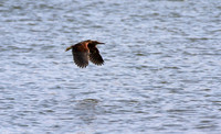 Rufous-bellied Heron