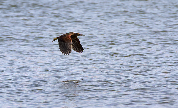 Rufous-bellied Heron