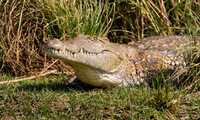 Crocodile