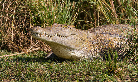 Crocodile