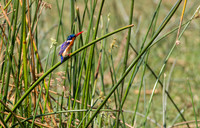 Malachite Kingfisher