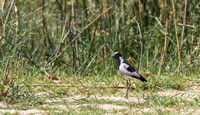 Blacksmith Lapwing