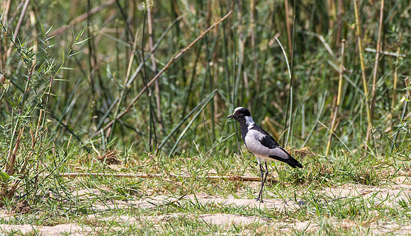 Blacksmith Lapwing