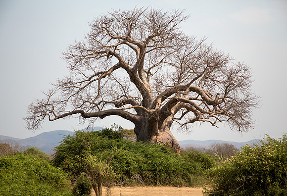 Baobob Tree