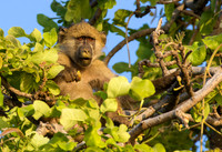 Kinda Baboon