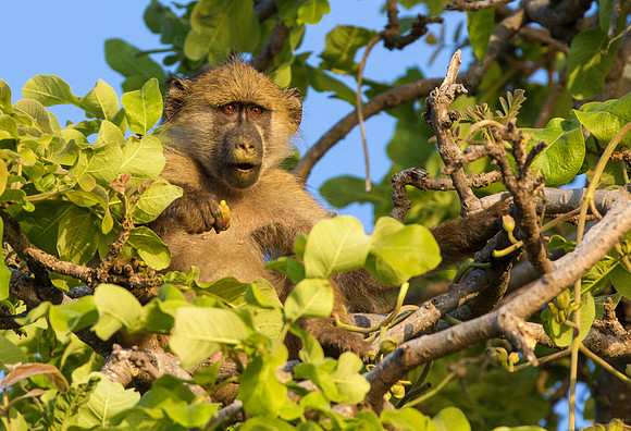 Kinda Baboon