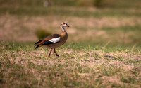 Egyptian Goose