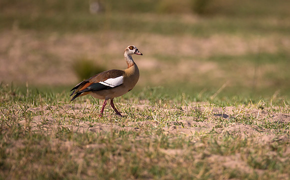 Egyptian Goose