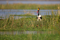 Saddle-billed Stork