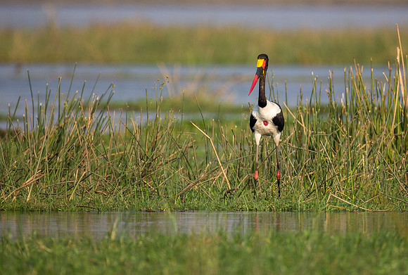 Saddle-billed Stork