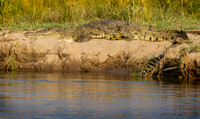 Crocodile