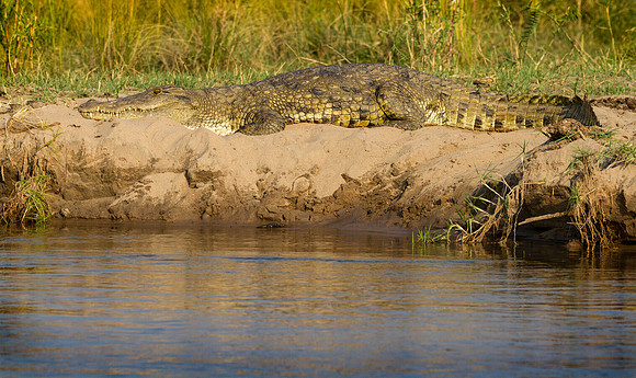 Crocodile