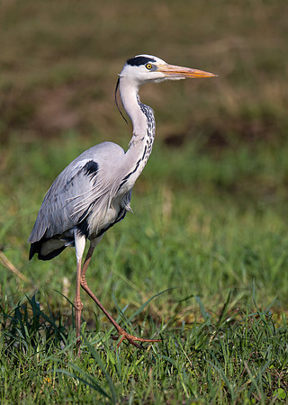 Grey Heron