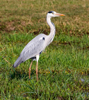 Grey Heron
