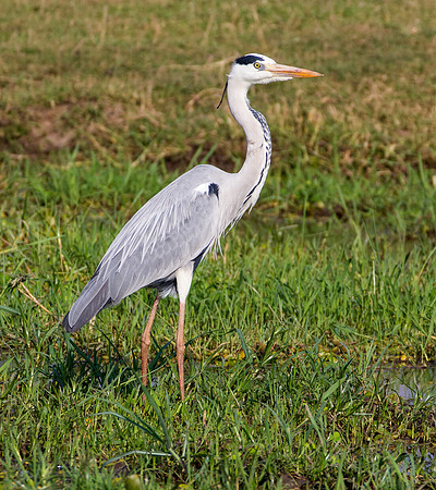 Grey Heron