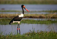 Saddle-billed Stork