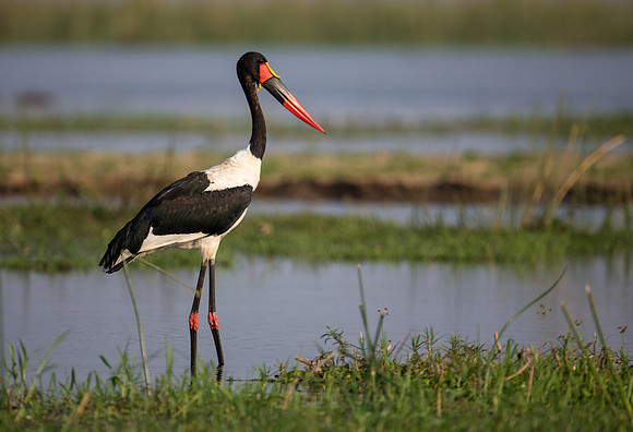 Saddle-billed Stork