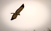 African-Harrier Hawk