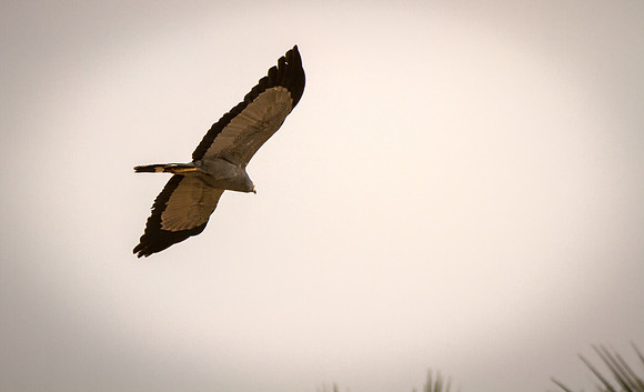African-Harrier Hawk