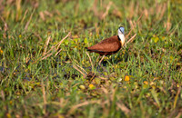 African Jacana