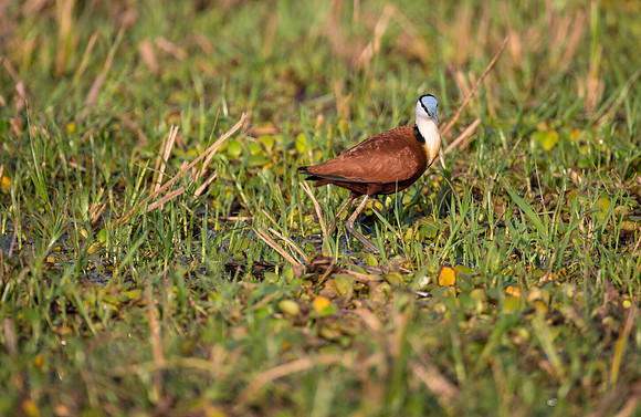 African Jacana