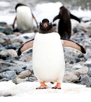 Gentoo