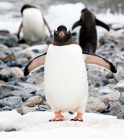 Gentoo