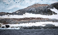 Gentoo Penguin Colony