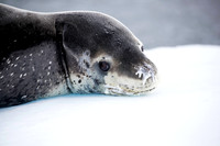Leopard Seal
