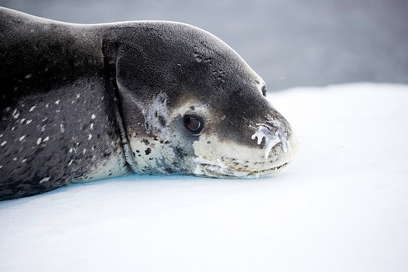 Leopard Seal