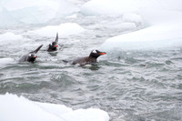 Gentoo returning from sea