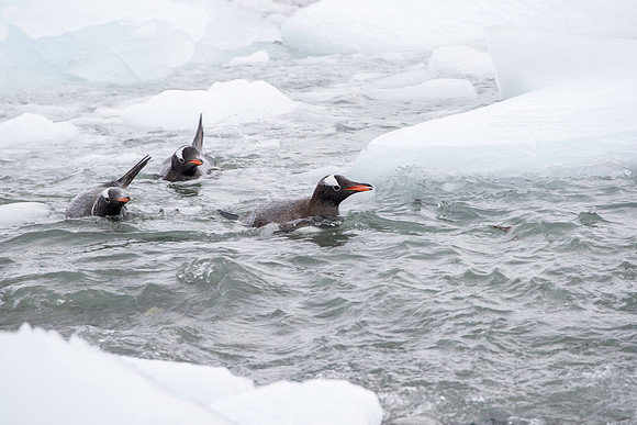 Gentoo returning from sea