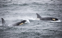 Orcas unbothered by howling winds