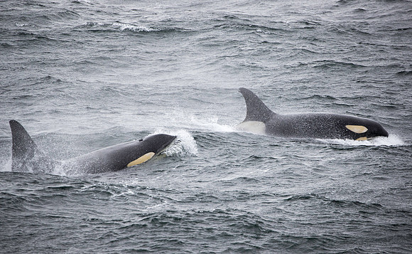 Orcas unbothered by howling winds
