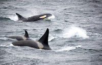 Orcas moving on