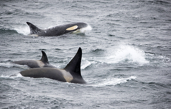 Orcas moving on