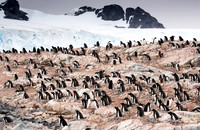 Gentoo colony