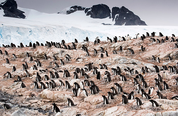 Gentoo colony