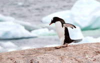 Gentoo