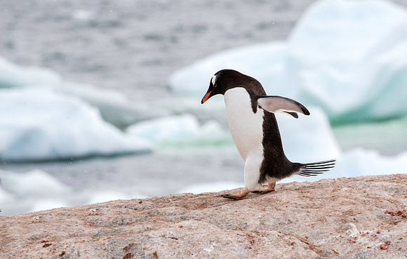 Gentoo