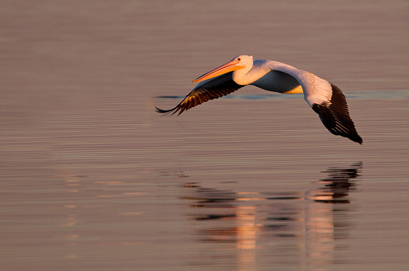 American White Pelican