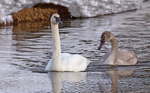 Trumpeter Swan and Signet
